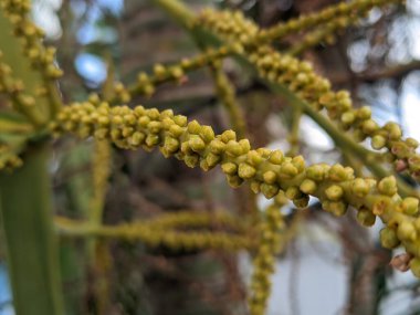 Bahçesinde meyveler olan hindistan cevizi palmiyesi, seçici odaklı.