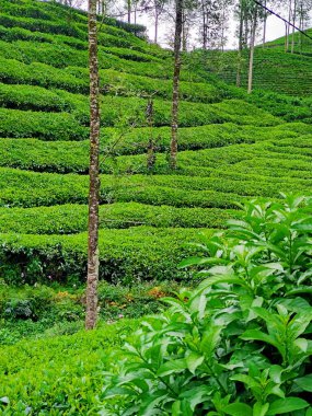 Wonosobo Regency, Endonezya 'daki çay çiftliklerinin yeşil manzarasının güzelliği