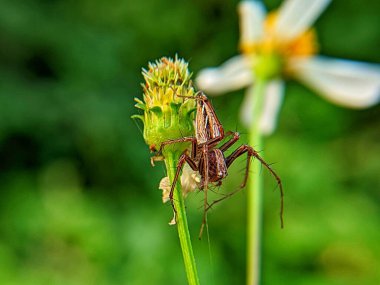 Atlayan örümcek Phidippus Audax rejiminin makro fotoğrafçılığının güzelliği bitkilerin dallarına tünemişti.