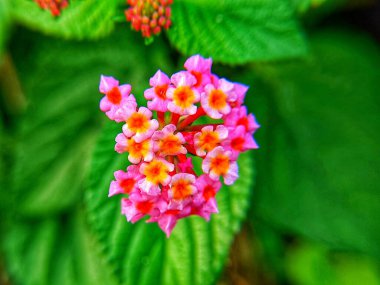 Pembe kır çiçeklerinin estetik makro fotoğrafçılığının güzelliği