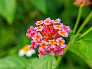 Pembe kır çiçeklerinin estetik makro fotoğrafçılığının güzelliği