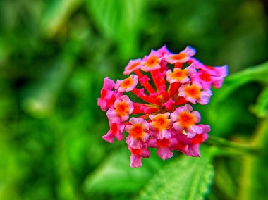 Pembe kır çiçeklerinin estetik makro fotoğrafçılığının güzelliği