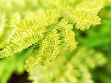 Sarı ve estetik bitki yapraklarının makro fotoğrafçılığının güzelliği