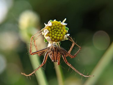 Atlayan örümcek Phidippus Audax rejiminin makro fotoğrafçılığının güzelliği bitkilerin dallarına tünemişti.