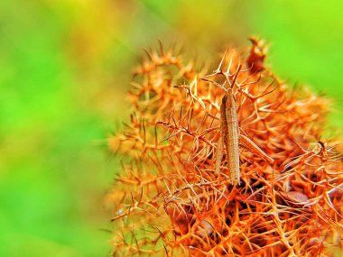 Çekirge böceğinin güzel bir bokeh bulanık arkaplanlı makro fotoğrafçılığı