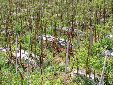 panoramic view of the beautiful mountain plantation area at the foot of Mount Sindoro, Temanggung clipart