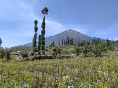 Sindoro Dağı 'nın eteklerindeki güzel dağ plantasyonunun panoramik manzarası, Temanggung