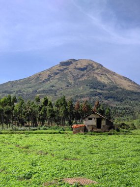 Sindoro Dağı 'nın eteklerindeki güzel dağ plantasyonunun panoramik manzarası, Temanggung