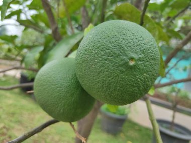 Dekopon portakalları Kiyomi ve Ponkan portakalları arasındaki melezden gelen çekirdeksiz, tatlı portakallardır.