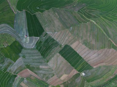 Orta Cava köyündeki tarımsal pirinç tarlalarının hava manzarası. Teraslı pirinç tarlaları gibi. Bali Endonezya.