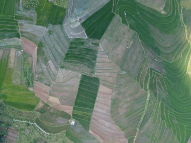 Orta Cava köyündeki tarımsal pirinç tarlalarının hava manzarası. Teraslı pirinç tarlaları gibi. Bali Endonezya.