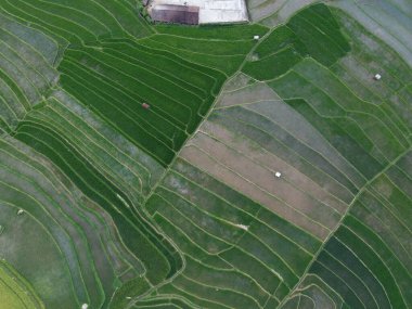 Orta Cava köyündeki tarımsal pirinç tarlalarının hava manzarası. Teraslı pirinç tarlaları gibi. Bali Endonezya.