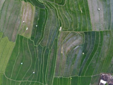 Orta Cava köyündeki tarımsal pirinç tarlalarının hava manzarası. Teraslı pirinç tarlaları gibi. Bali Endonezya.