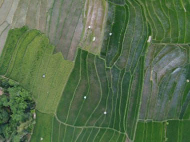 Orta Cava köyündeki tarımsal pirinç tarlalarının hava manzarası. Teraslı pirinç tarlaları gibi. Bali Endonezya.