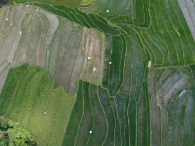 Orta Cava köyündeki tarımsal pirinç tarlalarının hava manzarası. Teraslı pirinç tarlaları gibi. Bali Endonezya.