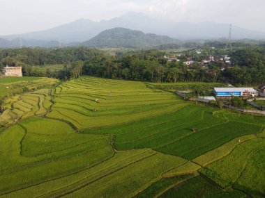 Orta Cava köyündeki tarımsal pirinç tarlalarının hava manzarası. Teraslı pirinç tarlaları gibi. Bali Endonezya.