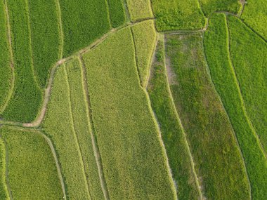 Orta Cava köyündeki tarımsal pirinç tarlalarının hava manzarası. Teraslı pirinç tarlaları gibi. Bali Endonezya.
