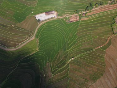 Orta Cava köyündeki tarımsal pirinç tarlalarının hava manzarası. Teraslı pirinç tarlaları gibi. Bali Endonezya.