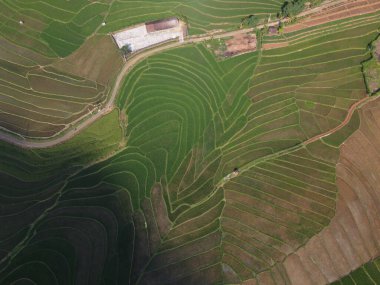 Orta Cava köyündeki tarımsal pirinç tarlalarının hava manzarası. Teraslı pirinç tarlaları gibi. Bali Endonezya.