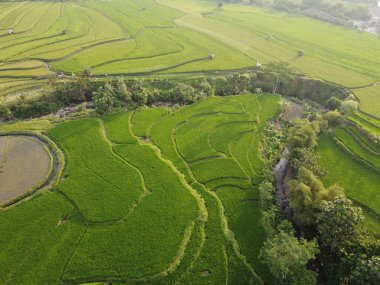 Orta Cava köyündeki tarımsal pirinç tarlalarının hava manzarası. Teraslı pirinç tarlaları gibi. Bali Endonezya.