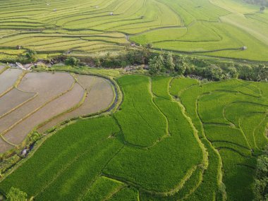 Orta Cava köyündeki tarımsal pirinç tarlalarının hava manzarası. Teraslı pirinç tarlaları gibi. Bali Endonezya.