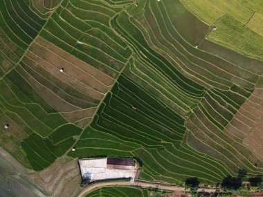 Orta Cava köyündeki tarımsal pirinç tarlalarının hava manzarası. Teraslı pirinç tarlaları gibi. Bali Endonezya.