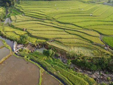 Orta Cava köyündeki tarımsal pirinç tarlalarının hava manzarası. Teraslı pirinç tarlaları gibi. Bali Endonezya.