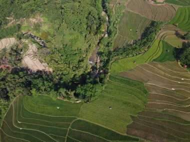 Orta Cava köyündeki tarımsal pirinç tarlalarının hava manzarası. Teraslı pirinç tarlaları gibi. Bali Endonezya.