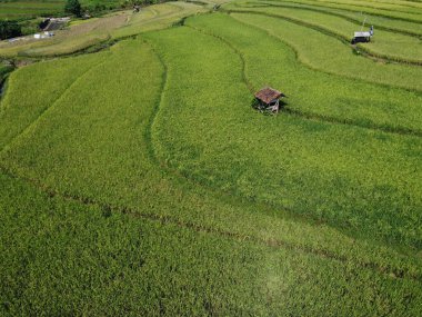 Orta Cava köyündeki tarımsal pirinç tarlalarının hava manzarası. Teraslı pirinç tarlaları gibi. Bali Endonezya.