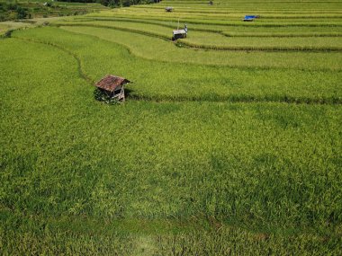 Orta Cava köyündeki tarımsal pirinç tarlalarının hava manzarası. Teraslı pirinç tarlaları gibi. Bali Endonezya.