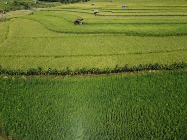 Orta Cava köyündeki tarımsal pirinç tarlalarının hava manzarası. Teraslı pirinç tarlaları gibi. Bali Endonezya.