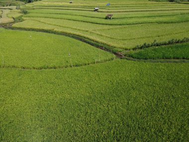 Orta Cava köyündeki tarımsal pirinç tarlalarının hava manzarası. Teraslı pirinç tarlaları gibi. Bali Endonezya.