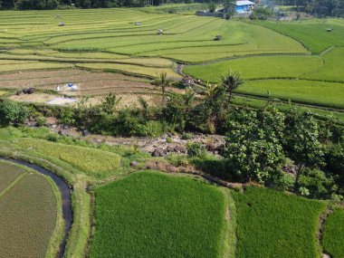 Orta Cava köyündeki tarımsal pirinç tarlalarının hava manzarası. Teraslı pirinç tarlaları gibi. Bali Endonezya.