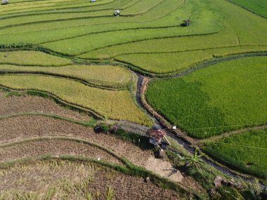 Orta Cava köyündeki tarımsal pirinç tarlalarının hava manzarası. Teraslı pirinç tarlaları gibi. Bali Endonezya.