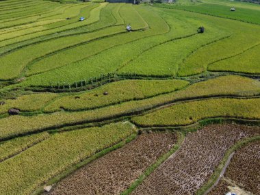 Orta Cava köyündeki tarımsal pirinç tarlalarının hava manzarası. Teraslı pirinç tarlaları gibi. Bali Endonezya.