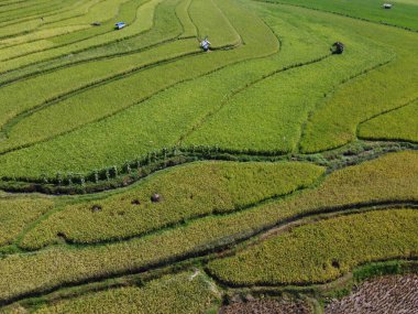 Orta Cava köyündeki tarımsal pirinç tarlalarının hava manzarası. Teraslı pirinç tarlaları gibi. Bali Endonezya.