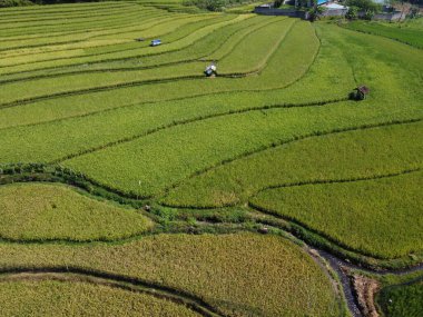 Orta Cava köyündeki tarımsal pirinç tarlalarının hava manzarası. Teraslı pirinç tarlaları gibi. Bali Endonezya.