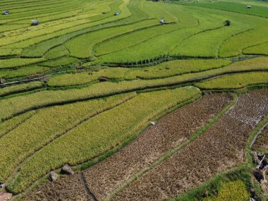 Orta Cava köyündeki tarımsal pirinç tarlalarının hava manzarası. Teraslı pirinç tarlaları gibi. Bali Endonezya.