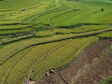 Orta Cava köyündeki tarımsal pirinç tarlalarının hava manzarası. Teraslı pirinç tarlaları gibi. Bali Endonezya.