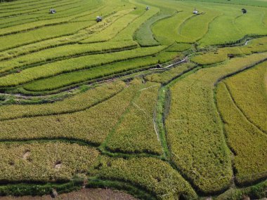 Orta Cava köyündeki tarımsal pirinç tarlalarının hava manzarası. Teraslı pirinç tarlaları gibi. Bali Endonezya.