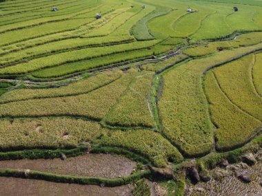 Orta Cava köyündeki tarımsal pirinç tarlalarının hava manzarası. Teraslı pirinç tarlaları gibi. Bali Endonezya.