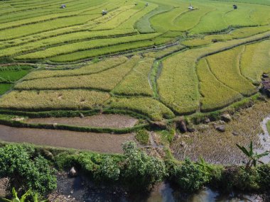 Orta Cava köyündeki tarımsal pirinç tarlalarının hava manzarası. Teraslı pirinç tarlaları gibi. Bali Endonezya.