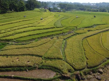 Orta Cava köyündeki tarımsal pirinç tarlalarının hava manzarası. Teraslı pirinç tarlaları gibi. Bali Endonezya.