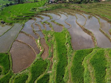 Orta Cava köyündeki tarımsal pirinç tarlalarının hava manzarası. Teraslı pirinç tarlaları gibi. Bali Endonezya.