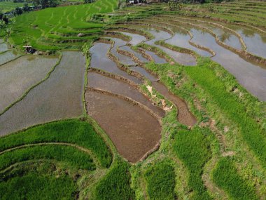 Orta Cava köyündeki tarımsal pirinç tarlalarının hava manzarası. Teraslı pirinç tarlaları gibi. Bali Endonezya.