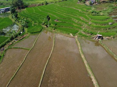 Orta Cava köyündeki tarımsal pirinç tarlalarının hava manzarası. Teraslı pirinç tarlaları gibi. Bali Endonezya.