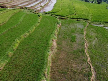 Orta Cava köyündeki tarımsal pirinç tarlalarının hava manzarası. Teraslı pirinç tarlaları gibi. Bali Endonezya.