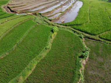 Orta Cava köyündeki tarımsal pirinç tarlalarının hava manzarası. Teraslı pirinç tarlaları gibi. Bali Endonezya.