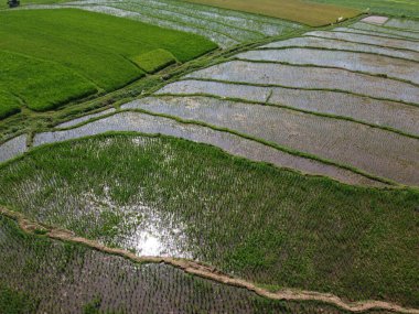 Orta Cava köyündeki tarımsal pirinç tarlalarının hava manzarası. Teraslı pirinç tarlaları gibi. Bali Endonezya.