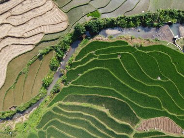 Orta Cava köyündeki tarımsal pirinç tarlalarının hava manzarası. Teraslı pirinç tarlaları gibi. Bali Endonezya.